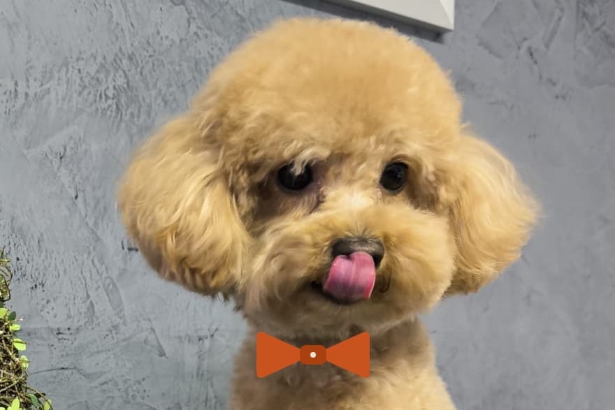 Charlie, il barboncino toy di Zampa Love, seduto con una cravattina a farfalla disegnata