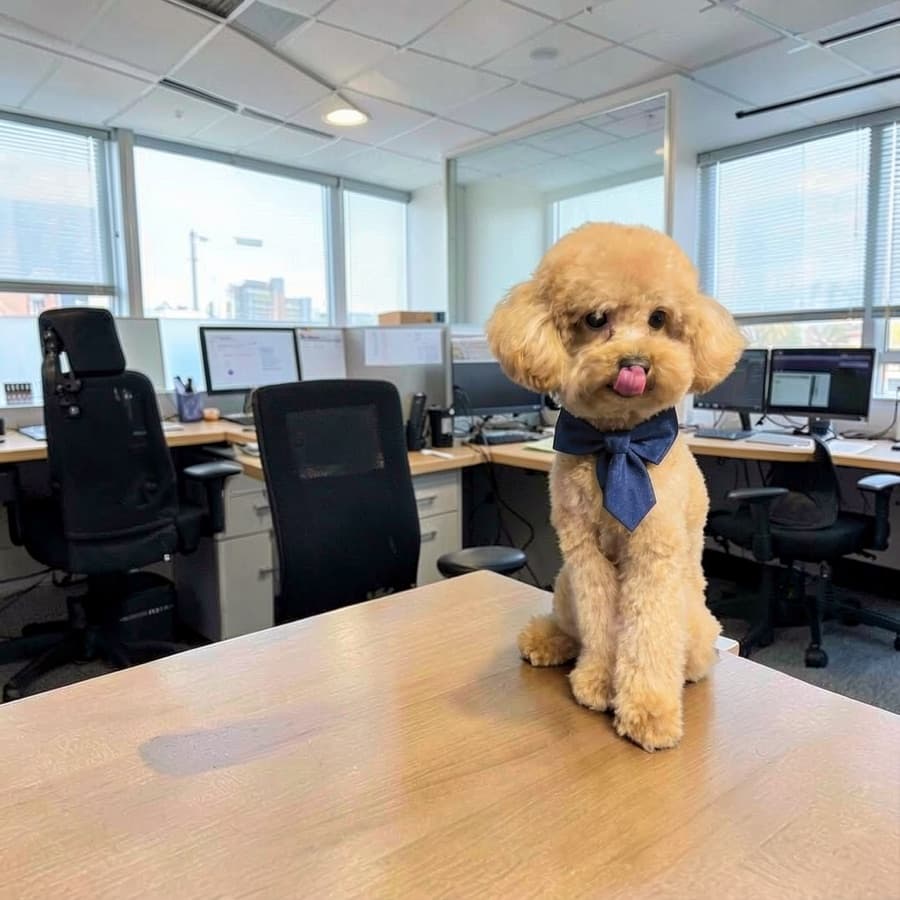 Montaggio fotografico: Charlie, il barboncino toy di Zampa Love, seduto su una scrivania in un ufficio con una cravatta a farfalla blu